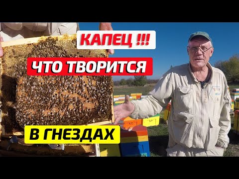 Видео: Пасека в октябре. Матки сеют. Когда собирать Гнезда ПЧЕЛ на зиму?