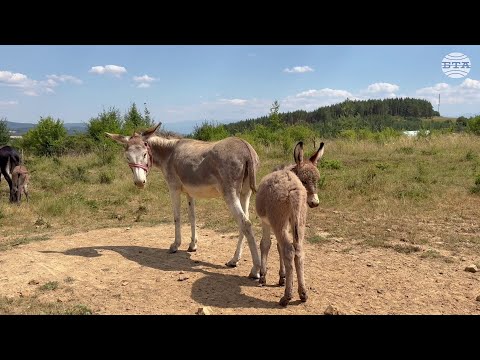 Видео: Семейство от самоковско село отглежда магарета и произвежда магарешко мляко във фамилна ферма