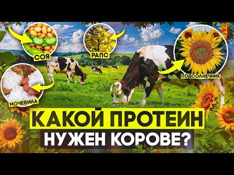 Видео: Какой протеин нужен корове?