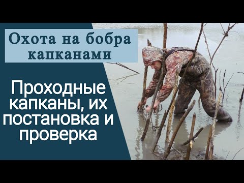 Видео: Охота на бобра капканами. Проходные капканы, их постановка и проверка