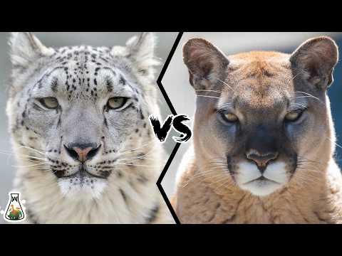 Видео: Снежный барс против пумы. Кто король гор?