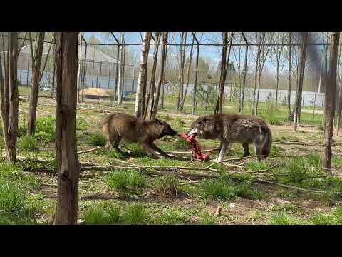 Видео: Акела промахнулся ⁉️Историческое событие в парке северных Волков 🐺