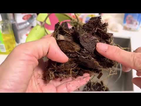 Видео: Хойя желтеет/сбрасывает листья? Как спасти больную хойю! (Подробное пошаговое руководство)