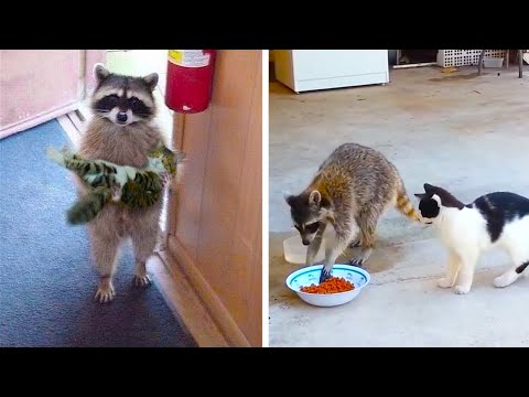 Видео: Еноты "Троллят" Котов, Самые Милые Воришки в Деле....