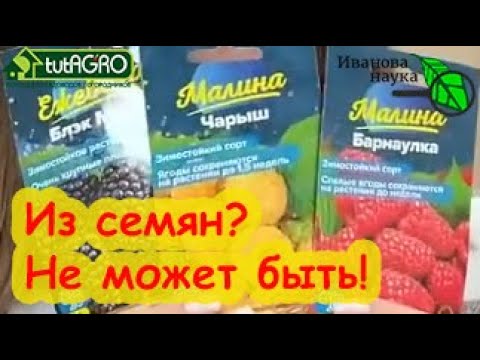 Видео: МАЛИНА ИЗ СЕМЯН АЛТАЯ: получатся ли сортовые кусты? Плодовый и ягодный сад из семян. Что вырастет?