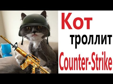 Видео: Лютые приколы. COUNTER – STRIKE ТРОЛЛИТ КОТ!!! Самое смешное видео! Засмеялся проиграл! – Domi Show!