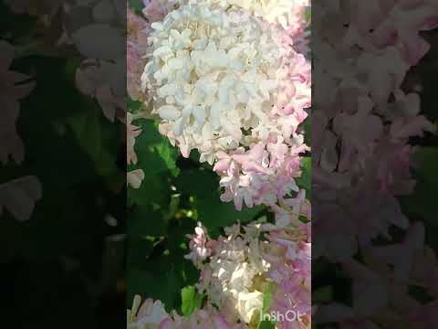 Видео: Обзор гортензий в августе . 