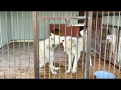 Видео: Волэнды ПРОВОКАТОРЫ, железные нервы у западносибирской лайки. Новый волчонок тянется к ВОЖАКУ стаи.