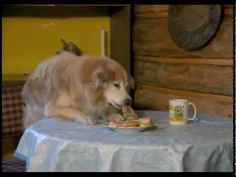 Видео: Ералаш №185 "Незваный гость"