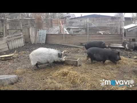 Видео: чим вигідні вєтнамські свині