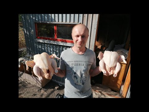 Видео: Домашній Бройлер! Перший дохід! Частина 5! Homemade Broiler Chicken! First income! Part 5!