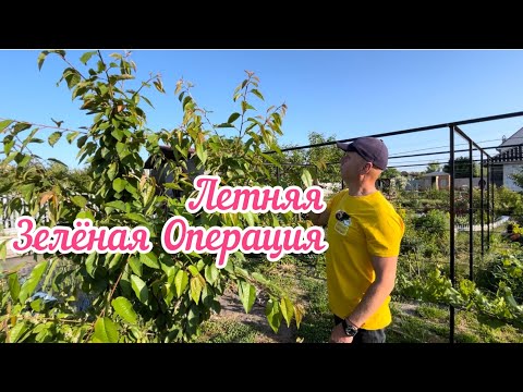 Видео: Зелёная обрезка и Формировка.