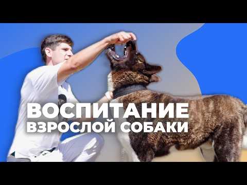 Видео: Как обучить взрослую собаку с нуля 🐶 5 первых команд на улице