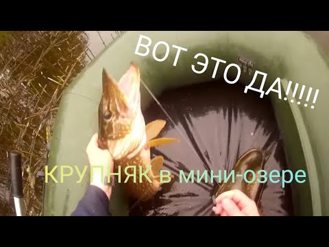 Видео: ДАЖЕ НЕ ОЖИДАЛ. БОЛЬШИЕ ЩУКИ в КРОХОТНОМ ОЗЕРЦЕ. #11