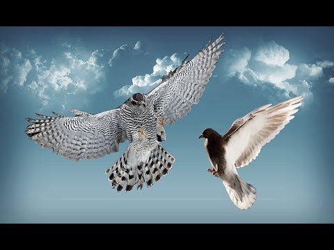 Видео: Воздушный бой Ястреба и голубей | Aerial battle of the Hawk and pigeons