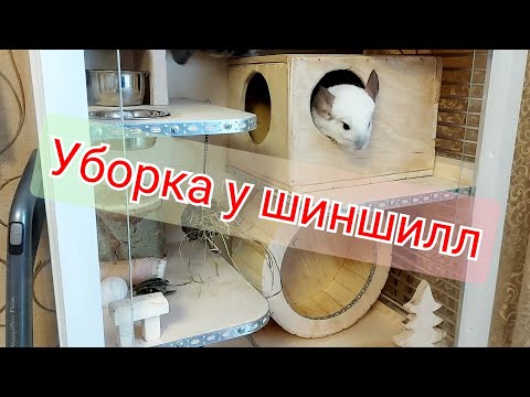 Видео: Уборка в витрине у шиншилл.