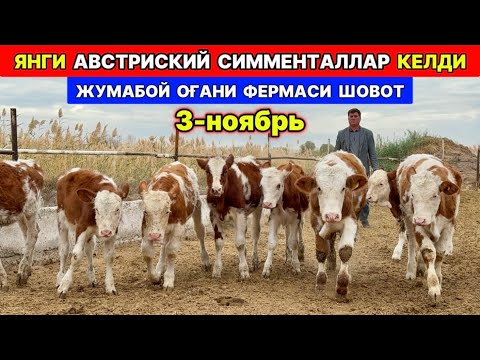 Видео: ЖУМАБОЙ ОҒАНИ ФЕРМАСИГА ЯНГИ ПАРТИЯ СИММЕНТАЛЛАР КЕЛДИ ШОВОТ  3-ноября 2025 г.