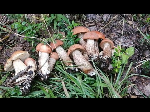 Видео: Щедрая концовка похода по дебрям