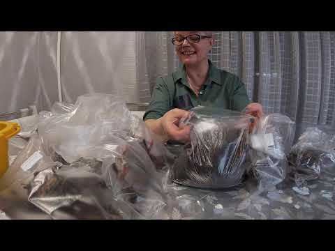 Видео: Сохранить посадочный материал Пиона до высадки в сад очень просто.26.03.2021