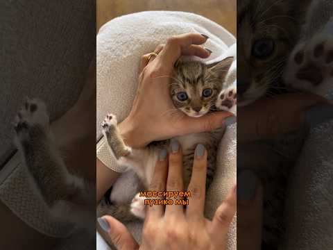 Видео: 🐱 Как Выхаживать Котят Без Мамы 🍼 #shorts #kittens