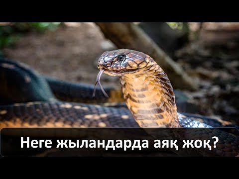 Видео: Неге жыландарда аяқ жоқ?