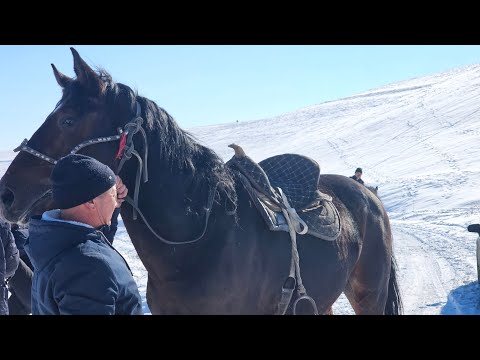 Видео: жарганат ХАДИСТЕГИДЕЙ АТ