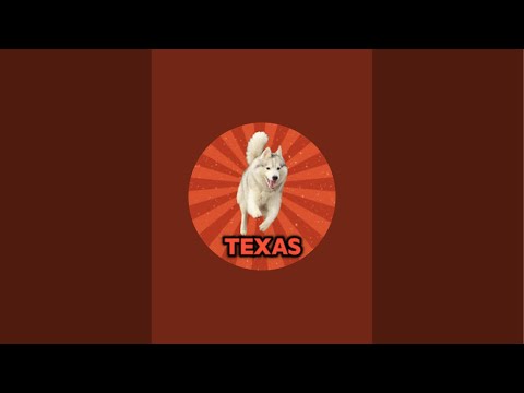 Видео: Сибирский хаски TEXAS🐕 в прямом эфире!