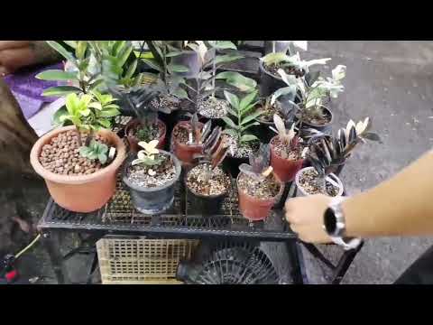 Видео: Запись трансляции с цветочного рынка Чатучак в Бангкоке (Апрель, 2025)