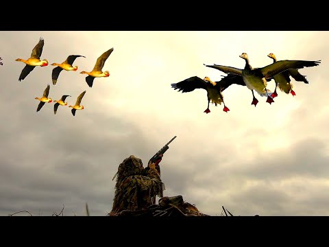 Видео: ОДИНОЧНАЯ ОХОТА НА ГУСЯ!!! ОЧЕРЕДНАЯ УТРЯНКА НА КОРМОВОМ ПОЛЕ! МАСКИРОВКА НА ВЫСШЕМ УРОВНЕ!!!