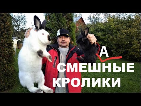 Видео: Перебил породу ПОЛТАВСКОЕ СЕРЕБРО самцом  Калифорнийской  породы % получил помесь