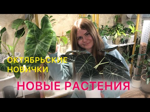 Видео: НОВЫЕ РАСТЕНИЯ | Октябрьские новички #комнатныерастения #растения #замиокулькас #сциндапсус 