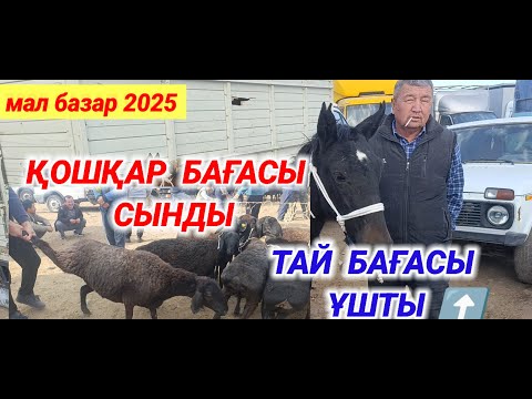 Видео: МАЛ БАЗАР 2025 | ЖЫЛҚЫ ҚОШҚАР БАҒАСЫ | Абай мал базары