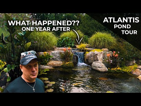 Видео: Мы построили эти пруды некоторое время назад! Как они сейчас? | Экскурсия по прудам Атлантиды, ча...