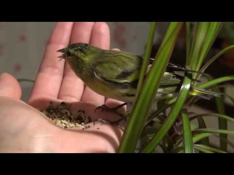 Видео: Чиж - первые дни дома // Как приручать чижа