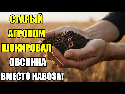 Видео: ОВСЯНКА ВМЕСТО ПЕРЕГНОЯ?! СТАРЫЙ АГРОНОМ ПОТРЯС САДОВОДОВ — НАВОЗ ВРЕДИТ, А КРУПА ЛЕЧИТ ЗЕМЛЮ!