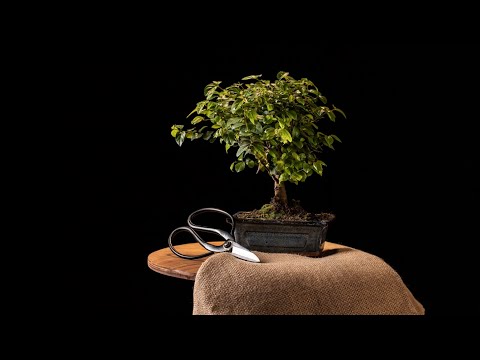 Видео: Бонсай из фикуса Бенджамина.