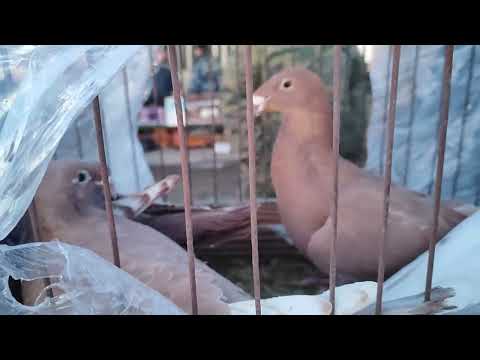 Видео: 23.02.2025г Ярмарка Тула ч. 3