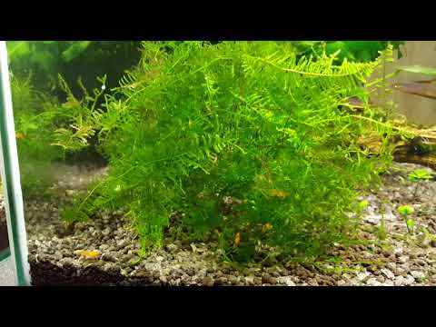 Видео: Ириатерина Вернера. Разведение.