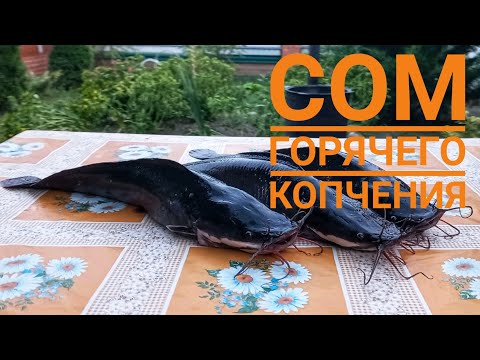 Видео: СОМ ГОРЯЧЕГО КОПЧЕНИЯ / ПОЛНЫЙ ПРОЦЕСС ПРИГОТОВЛЕНИЯ