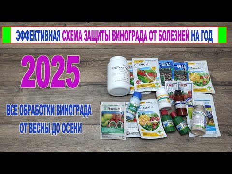 Видео: 🍇 КАЛЕНДАРЬ ОБРАБОТОК ВИНОГРАДА от БОЛЕЗНЕЙ на 2025 год. Профилактическая СХЕМА ЗАЩИТИТ ваш виноград