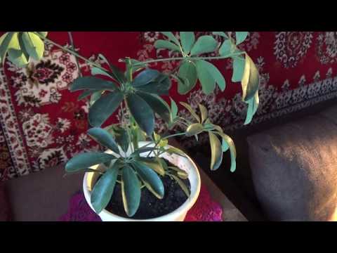 Видео: #шефлера капризуля...