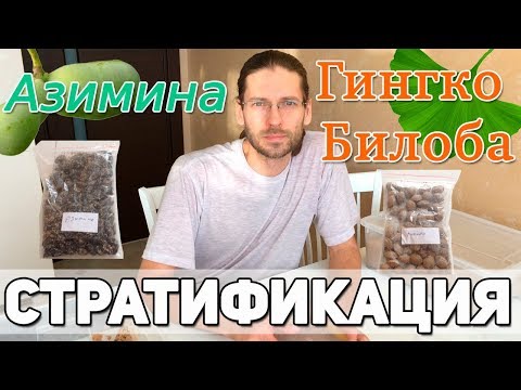 Видео: Стратификация семян Азимины и Гингко Билоба