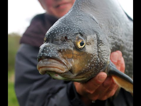 Видео: Лещ в конце сентября.Ловля леща с лодки на подпуск....