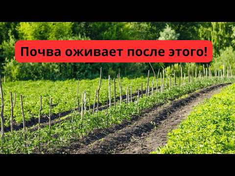 Видео: Осень — время заправить почву бесплатным азотом. Сделайте это сейчас!
