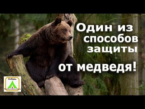 Видео: Один из способов защиты от медведя.