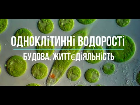 Видео: Одноклітинні водорості / хлорелла, хламідомонада, евглена / Прояви фотосинтезу.