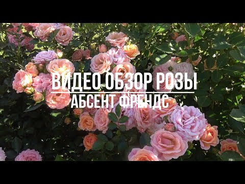 Видео: Видео обзор розы Абсент Френдс (Флорибунда) - Absent Friends (Dickson Ирландия, 2006)