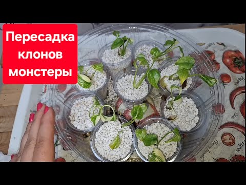 Видео: Пересадка клонов монстеры Тайское созвездие. Видео от 20.07.2025г.