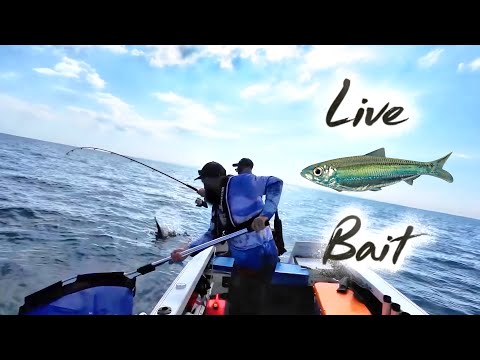 Видео: Рыбалка на затонувших кораблях в Брисбене. Земля гигантов.