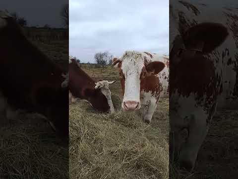 Видео: Многие спрашивают куда пропали?